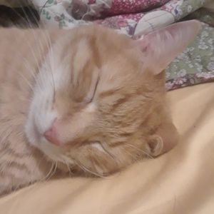 Meet your Posher, Sydney